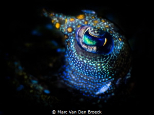 flatfish eye by Marc Van Den Broeck 